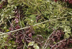 Skip Hire Ongar garden waste recycling